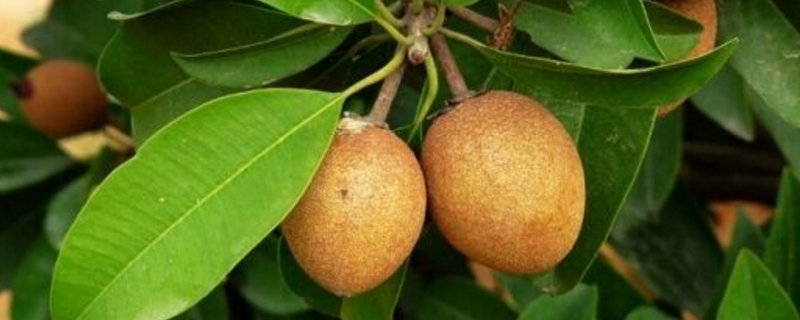 人心果的养殖方法和注意事项(人心果怎么养殖)