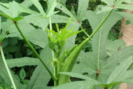 秋葵不开花是怎么回事