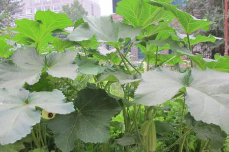 秋葵不开花是怎么回事