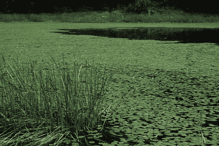 莼菜的养殖方法和注意事项有哪些