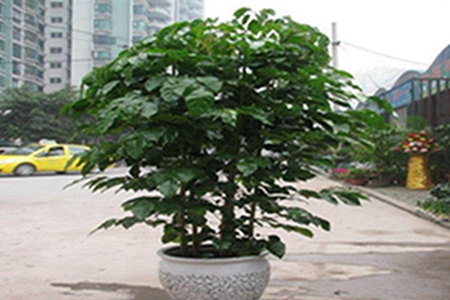 绿宝树叶尖发黄怎么办