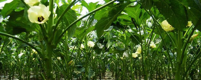 秋葵不开花结果的原因(秋葵不开花是怎么回事)