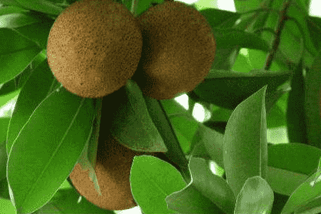 人心果怎么养殖