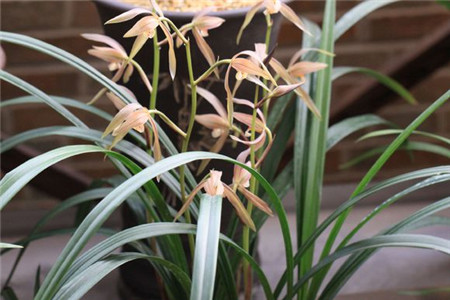 兰花的养殖方法和注意事项 盆栽蝴蝶兰