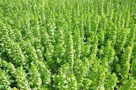 贝壳花怎么养才能开花