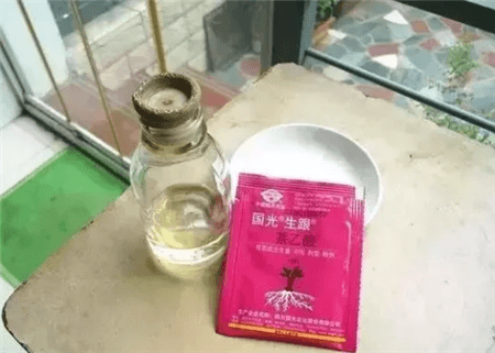 路边的树根能捡吗