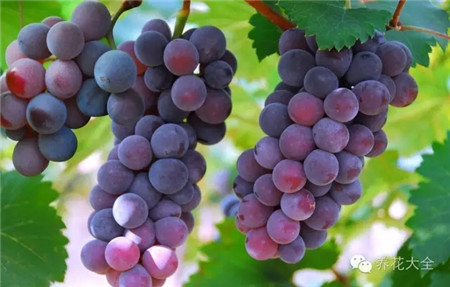 葡萄的形成层在哪