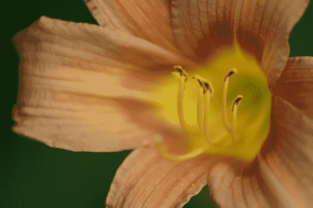 怎样延长百合插花的保存时间