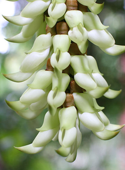 禾雀花什么时候种植