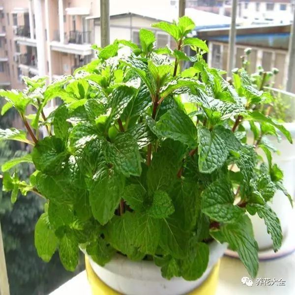 夏天哪些花好养