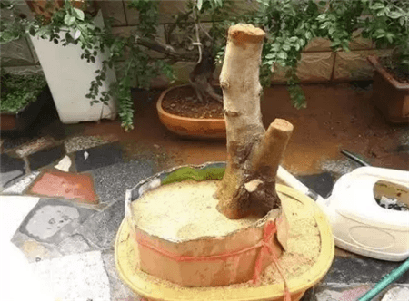 路边的树根能捡吗