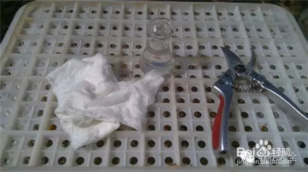 葡萄的形成层在哪