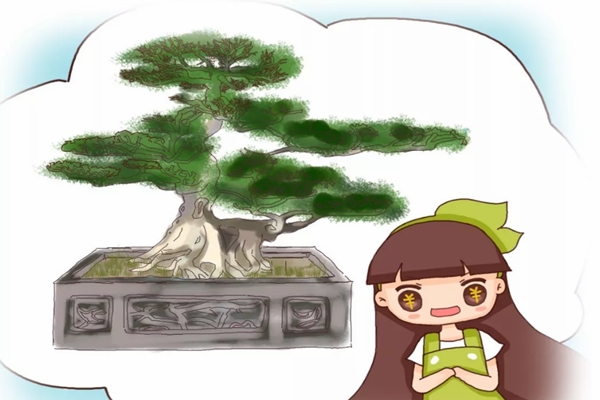 路边捡的树桩养了1个月竟然卖了10万块！(路边的树根能捡吗)