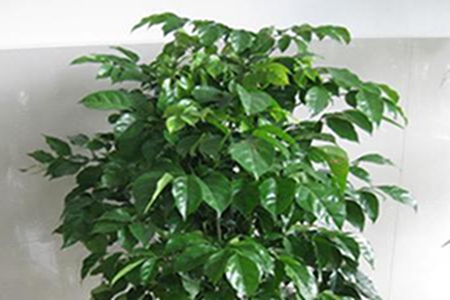 绿宝树叶尖发黄怎么办