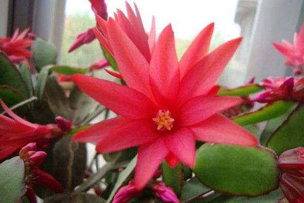 假昙花花谢后怎么管理(假昙花开花期可以施肥吗)