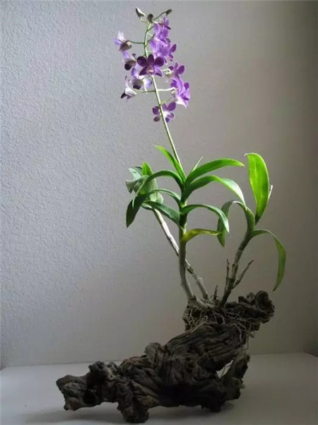 奇葩花长什么样