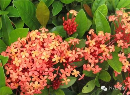 各种花卉的养殖