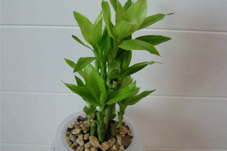 富贵竹茎秆皱了怎么办呢