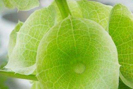 贝壳花怎么养才能开花