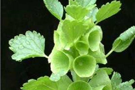 贝壳花怎么养才能开花