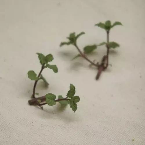 夏天哪些花好养