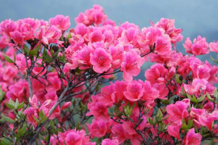 杜鹃花叶子下垂怎么救