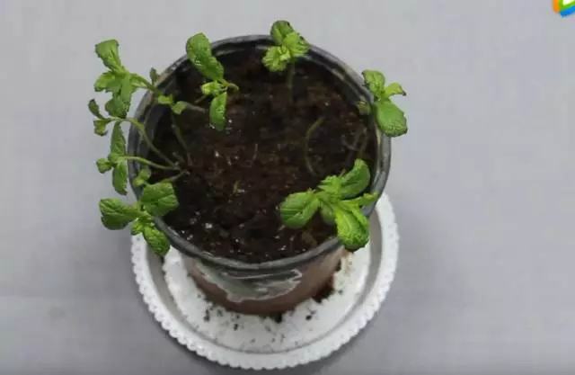 夏天哪些花好养