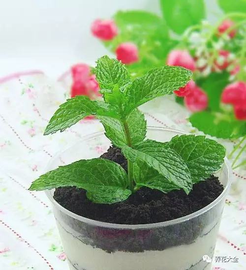 夏天哪些花好养