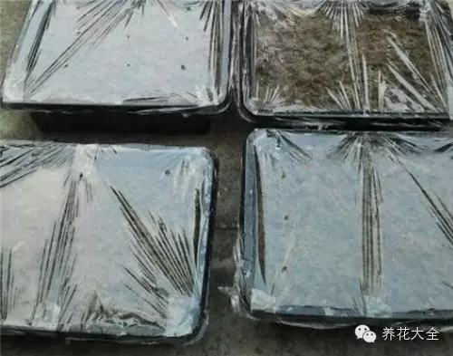 夏天哪些花好养