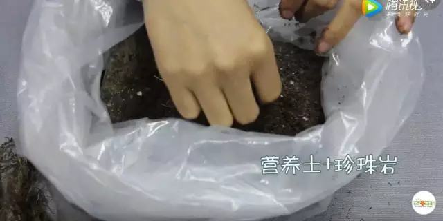 夏天哪些花好养