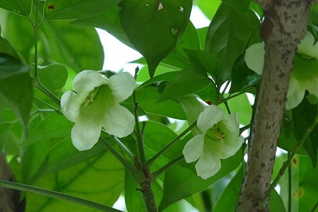 绿宝树的种植方法