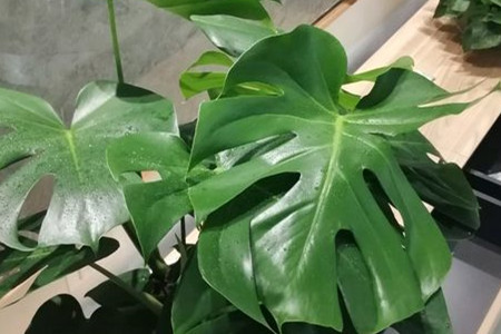 龟背竹一直不长新叶子