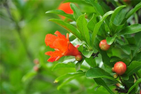 石榴花什么时候开花季节最好