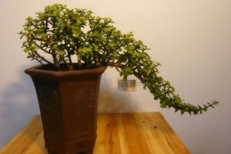 金枝玉叶怎么修剪造型