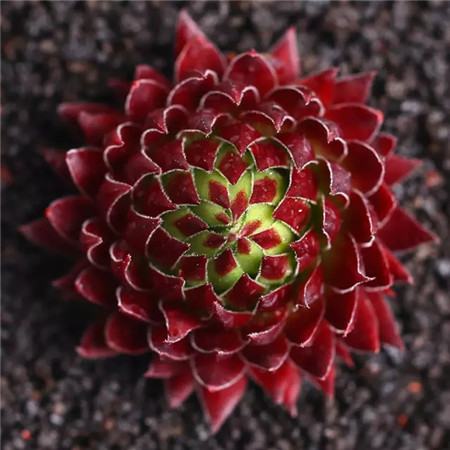 多肉五月份还可以施肥吗