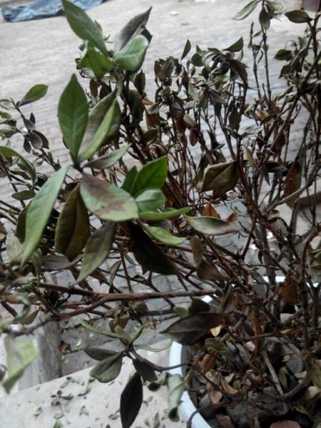 栀子花叶子发黑枯萎怎么办
