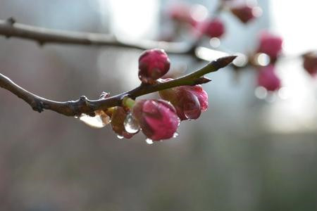 红梅盆栽养殖方法和技术