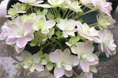 月季花适合院子里种植吗