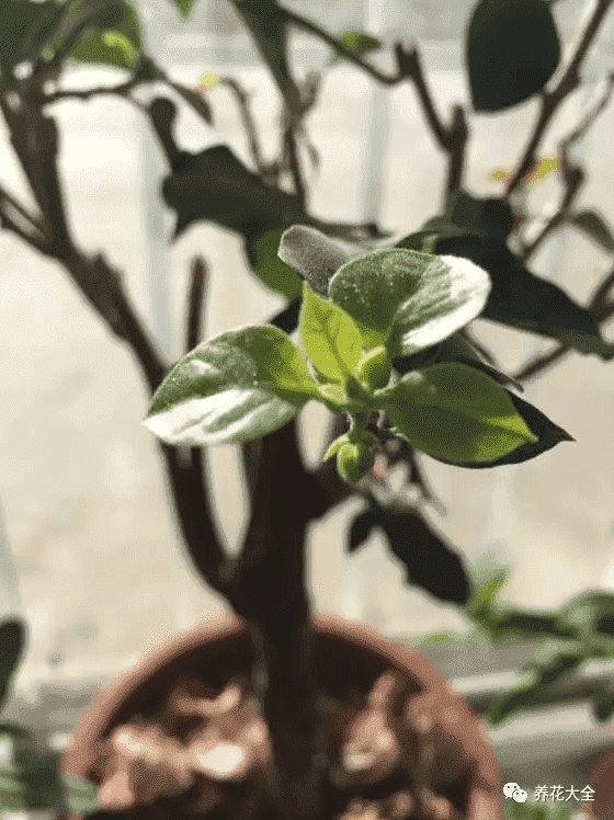 三角梅瀑布盆景