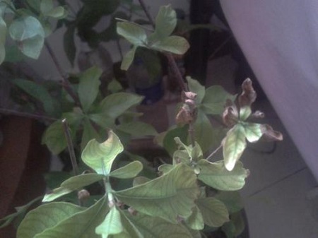 栀子花叶子发黑枯萎怎么办