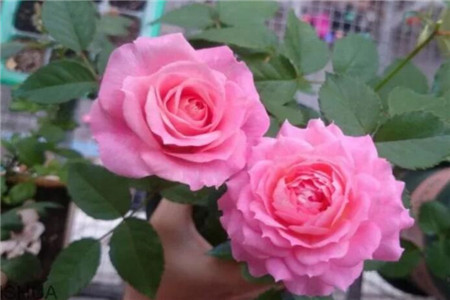 月季花适合院子里种植吗