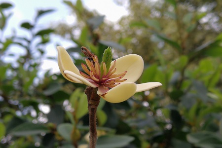 含笑花叶子枯萎怎么办呢
