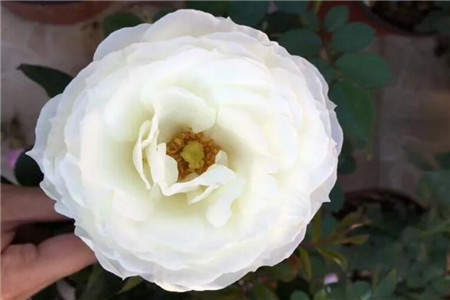 月季花适合院子里种植吗