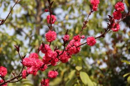 红梅盆栽养殖方法和技术