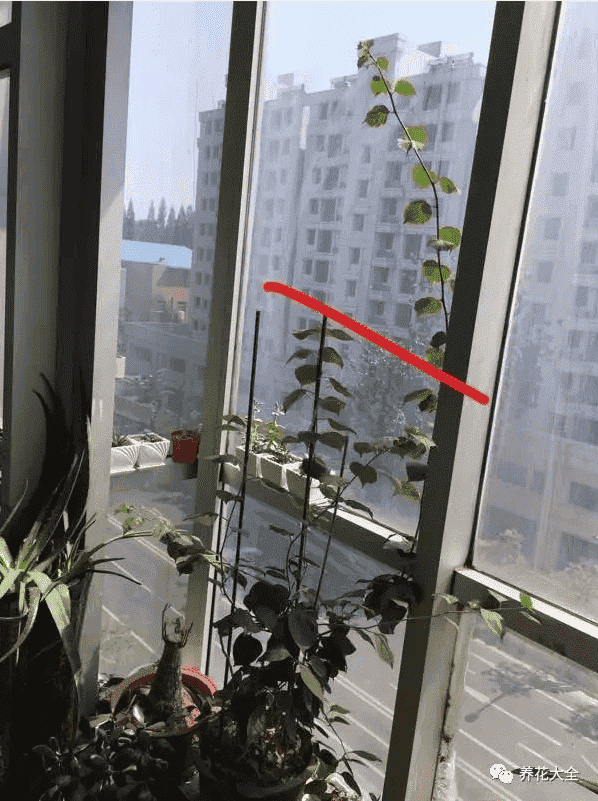 三角梅瀑布盆景