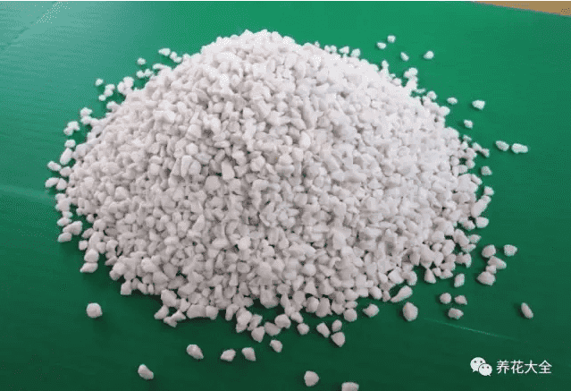 三角梅瀑布盆景