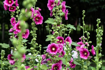 盆栽蜀葵如何过冬