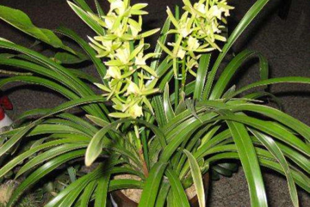 兰花叶扭转是什么原因