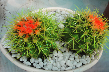 仙人球的作用(金虎仙人球的作用)