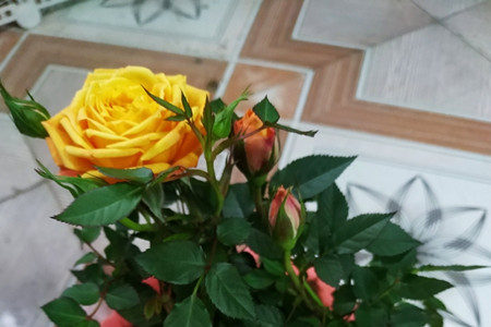 老桩玫瑰发芽后长的缓慢